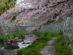 雨の朝