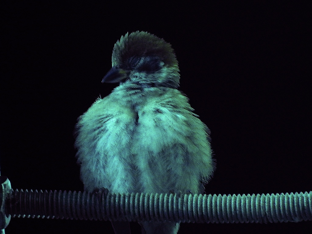 安眠