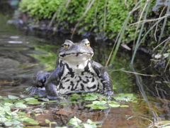 春の使者