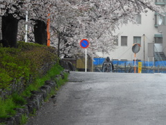 雨の桜並木