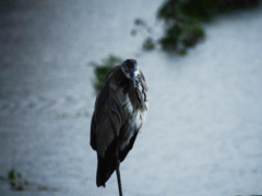 梅雨のアオサギ