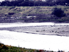 鵜鷺追いし多摩川　＃１３