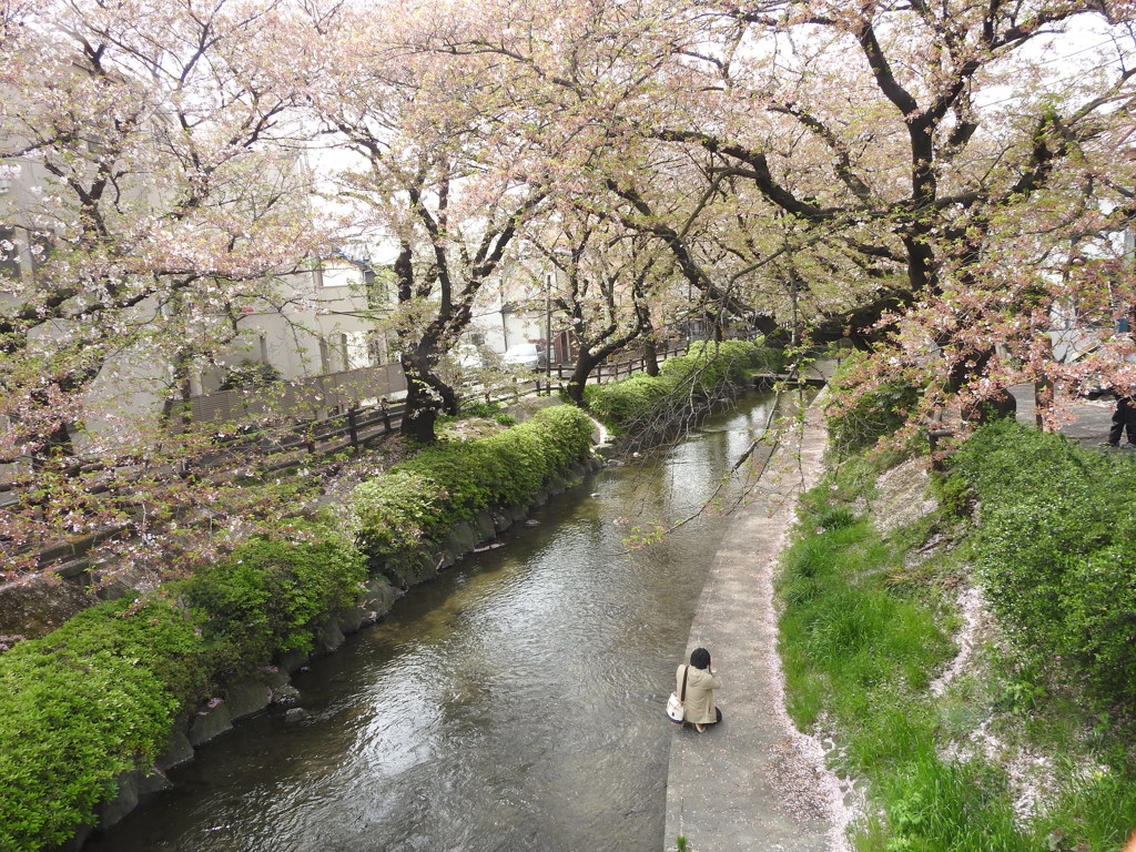 春を撮る