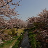 花筏に乗った少年