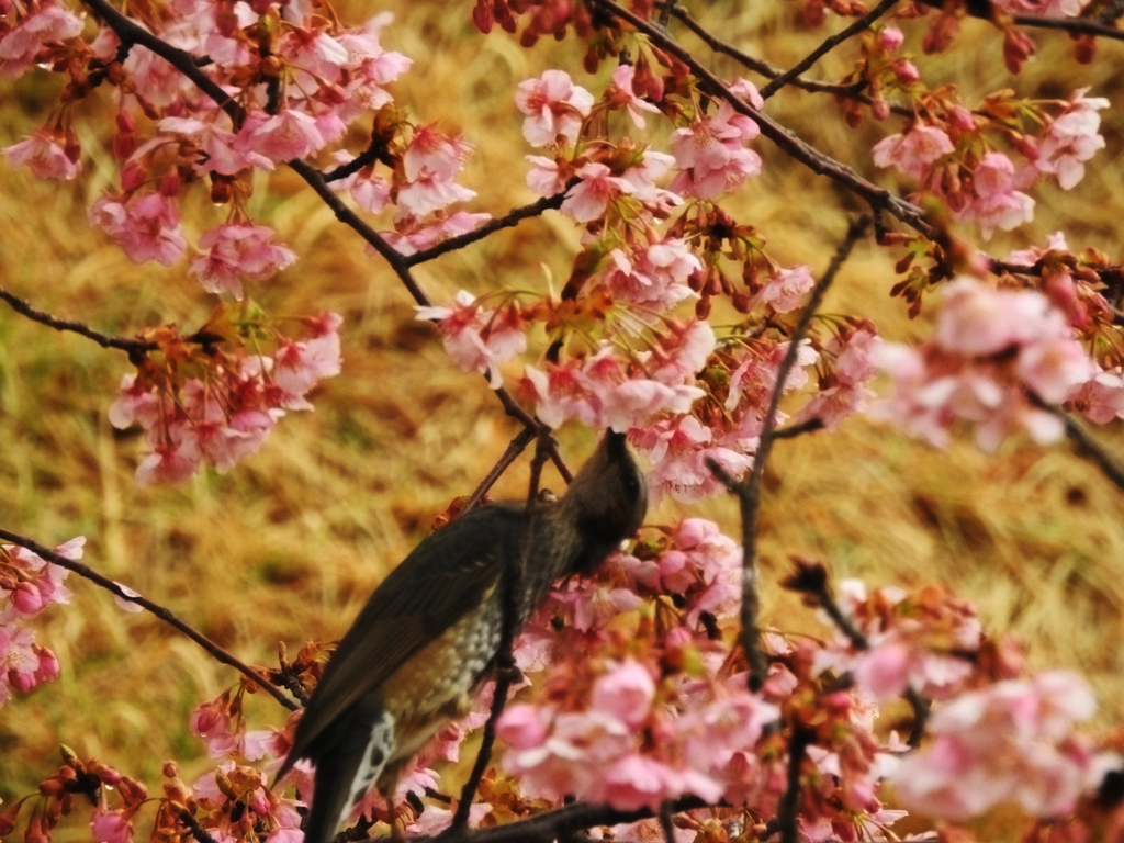 散りゆく桜