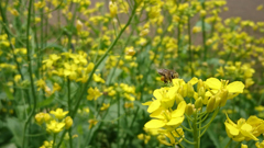 菜の花と蜜蜂