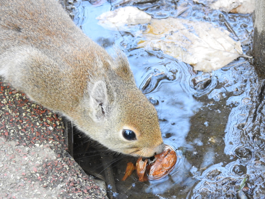 食えるかな