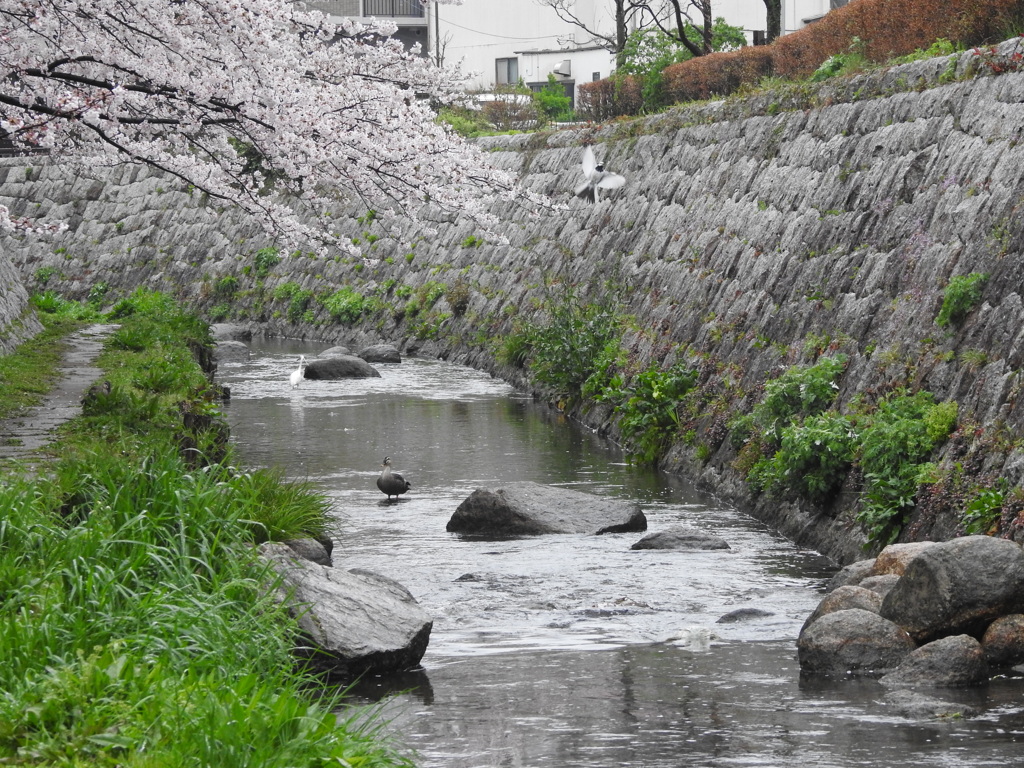 二ヶ領用水の仲間たち①