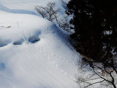 陽を見て跳ねる