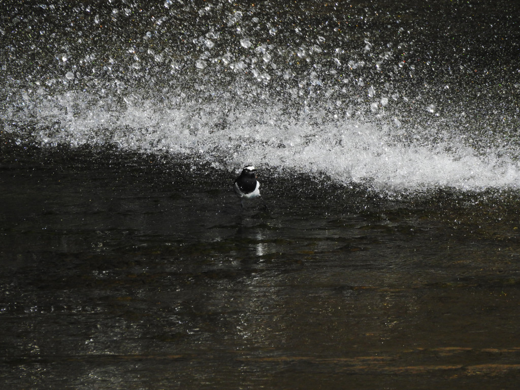 水浴び楽し♪