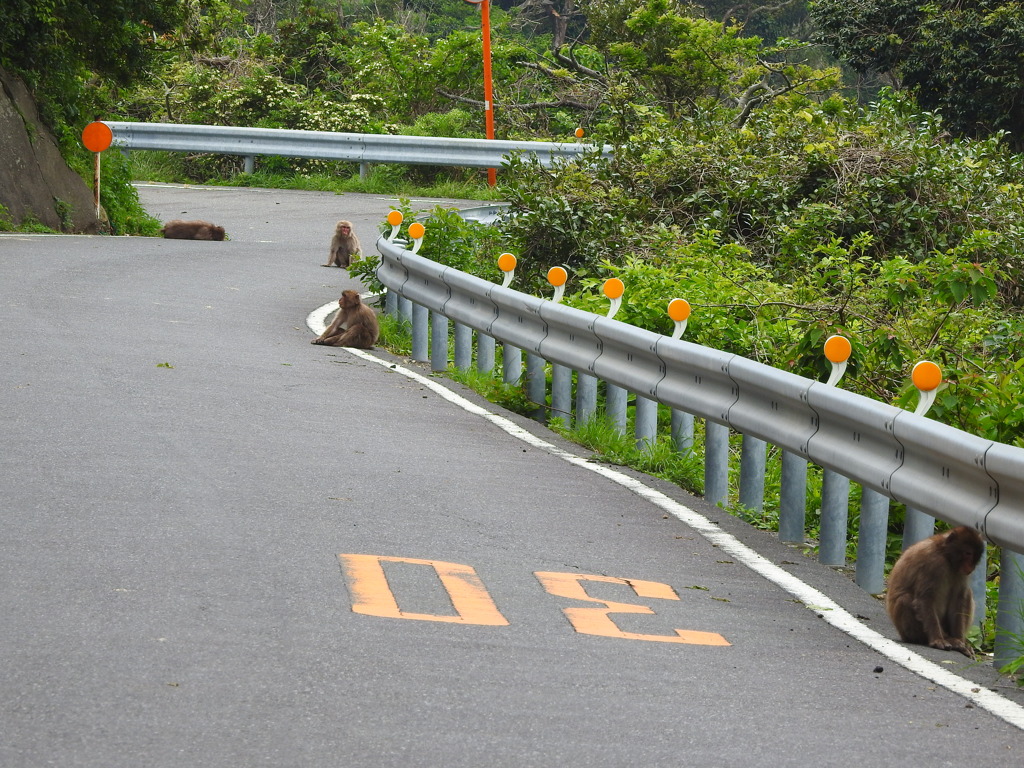 おさるの楽園