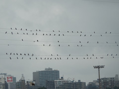 雨のメロディー