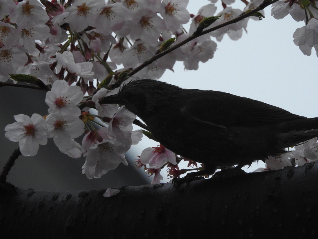 桜の味