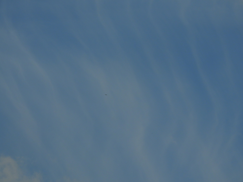 秋空と赤トンボ