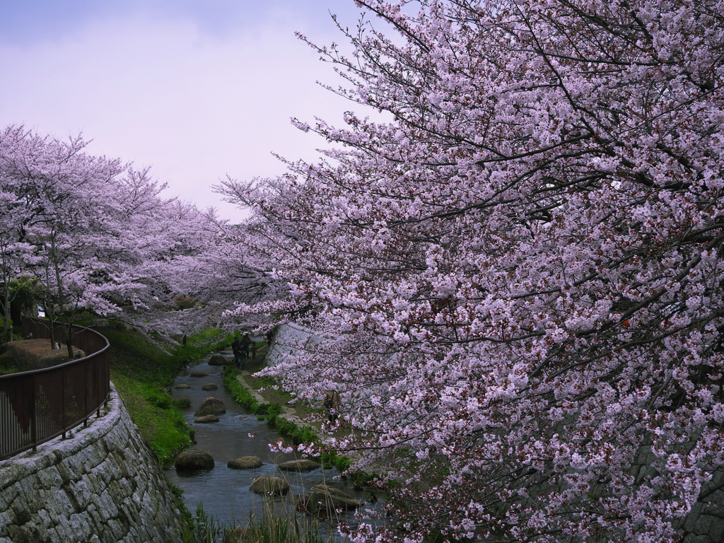 近所の桜