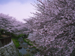 近所の桜