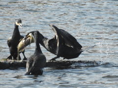 カワウの恵方