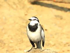 鳥肥ゆる秋