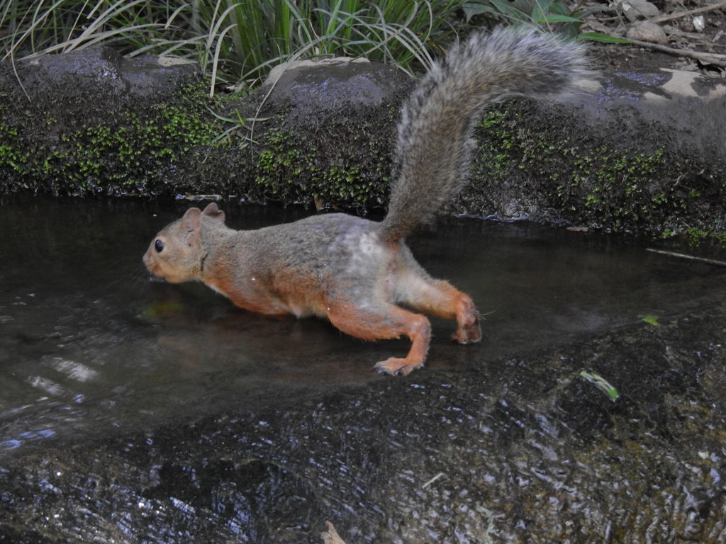 飛型点なら負けないぞ！