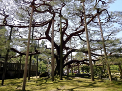 兼六園の大樹