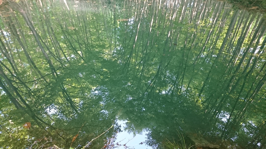新緑の水鏡