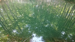 新緑の水鏡