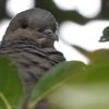木陰からこんにちは