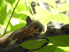 そっとおやすみ