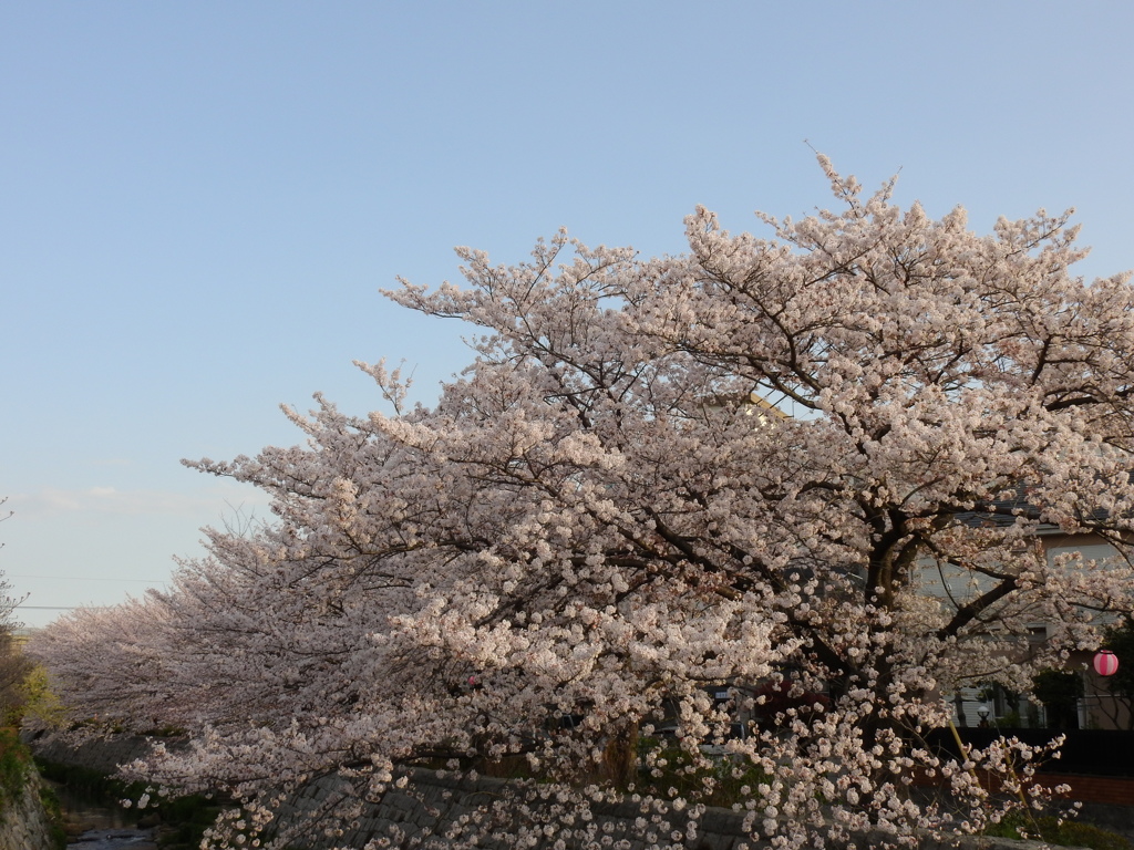 朝の散歩