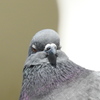 ウィンク