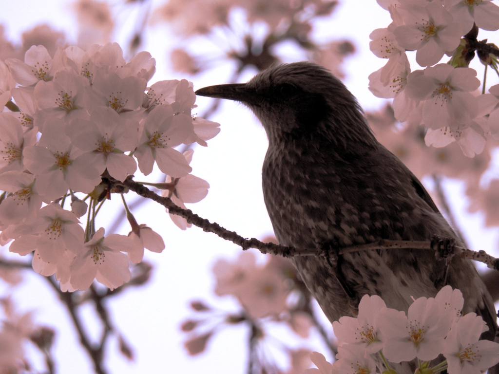 春ヒヨ