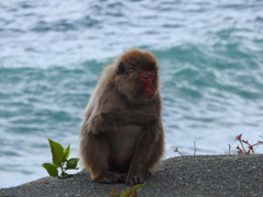 恥じらいの海猿