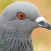 P900で撮りたくなる写真