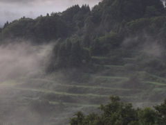 深緑の棚田