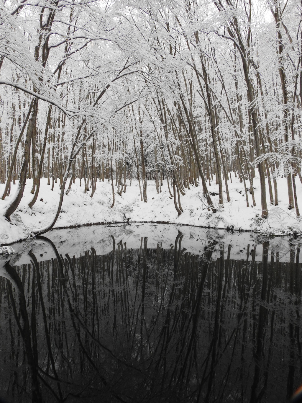 美人林の冬