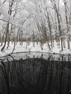 美人林の冬