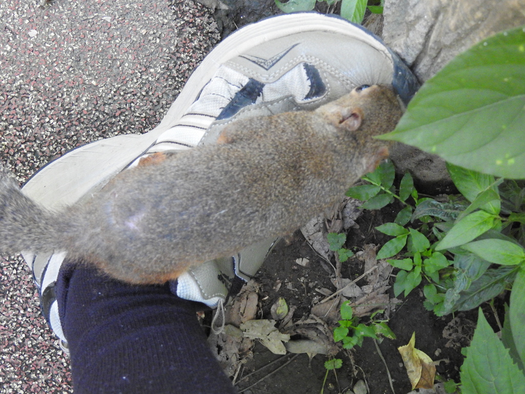 うわぁ！また来た