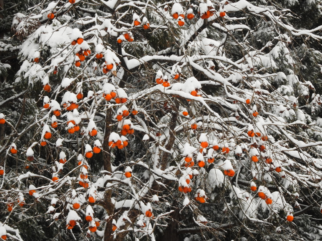 雪帽子の妖精達