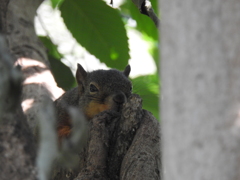 木陰がいいね！