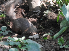 穴があったら入りたい