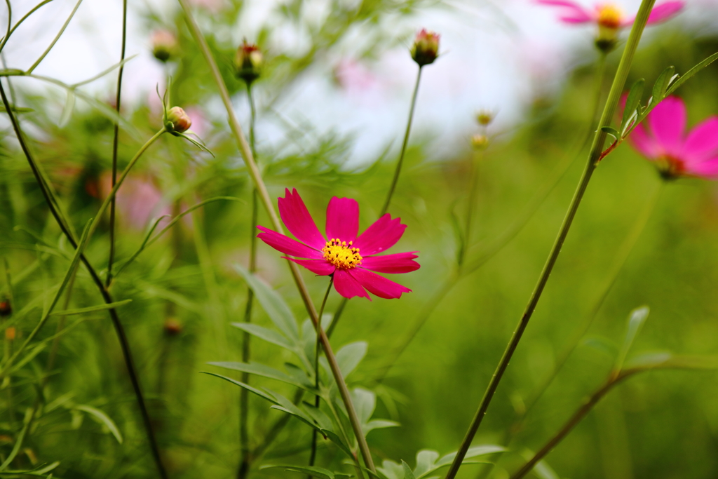 秋桜