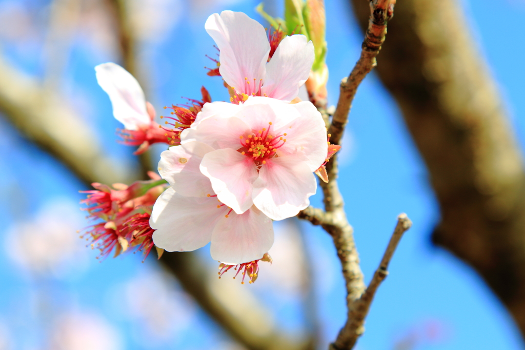 桜