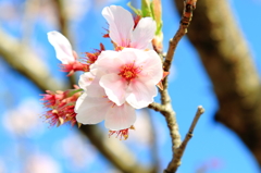 桜