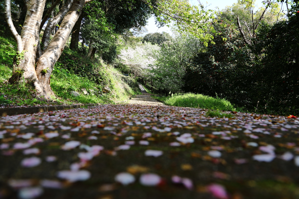 桜道