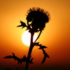 平戸にて　夕日