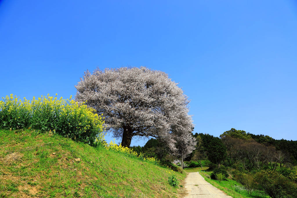 馬場の山桜