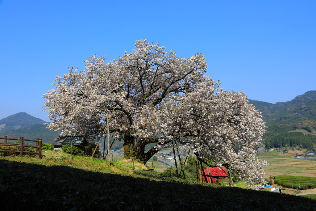 納戸料の百年桜