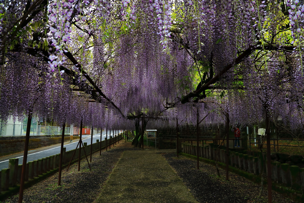 藤山神社にて