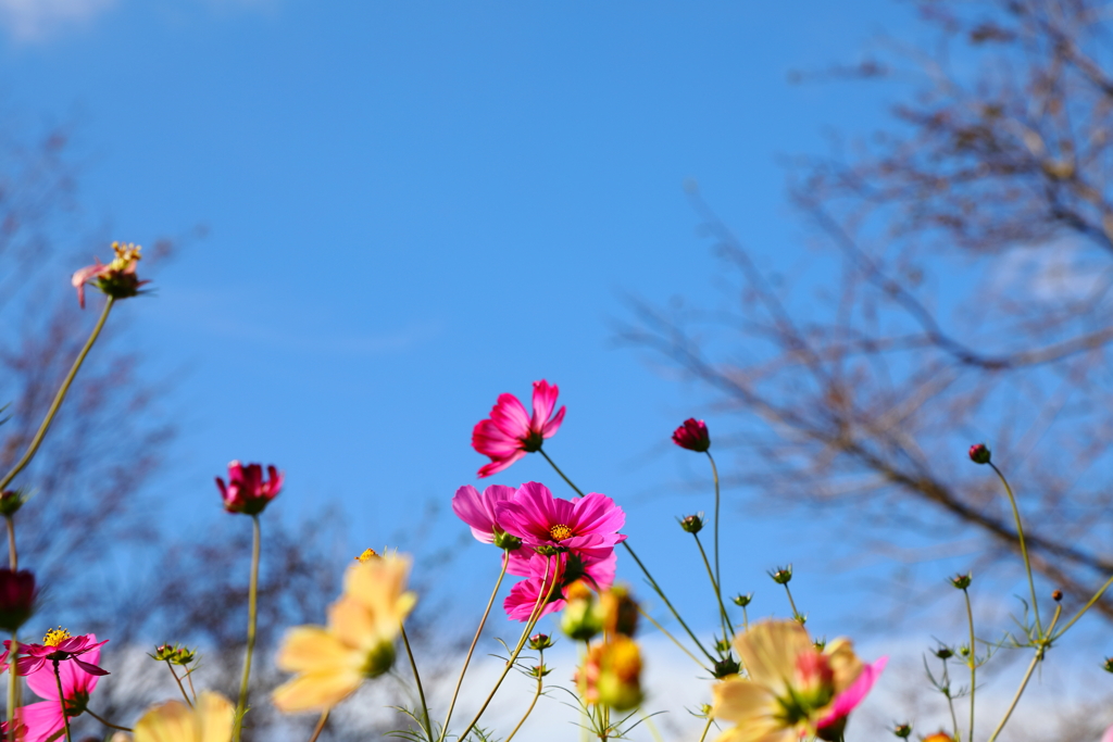 秋桜