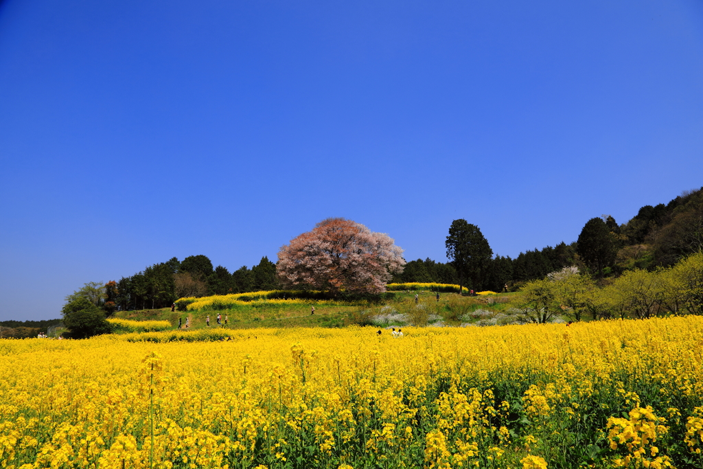 馬場の山桜